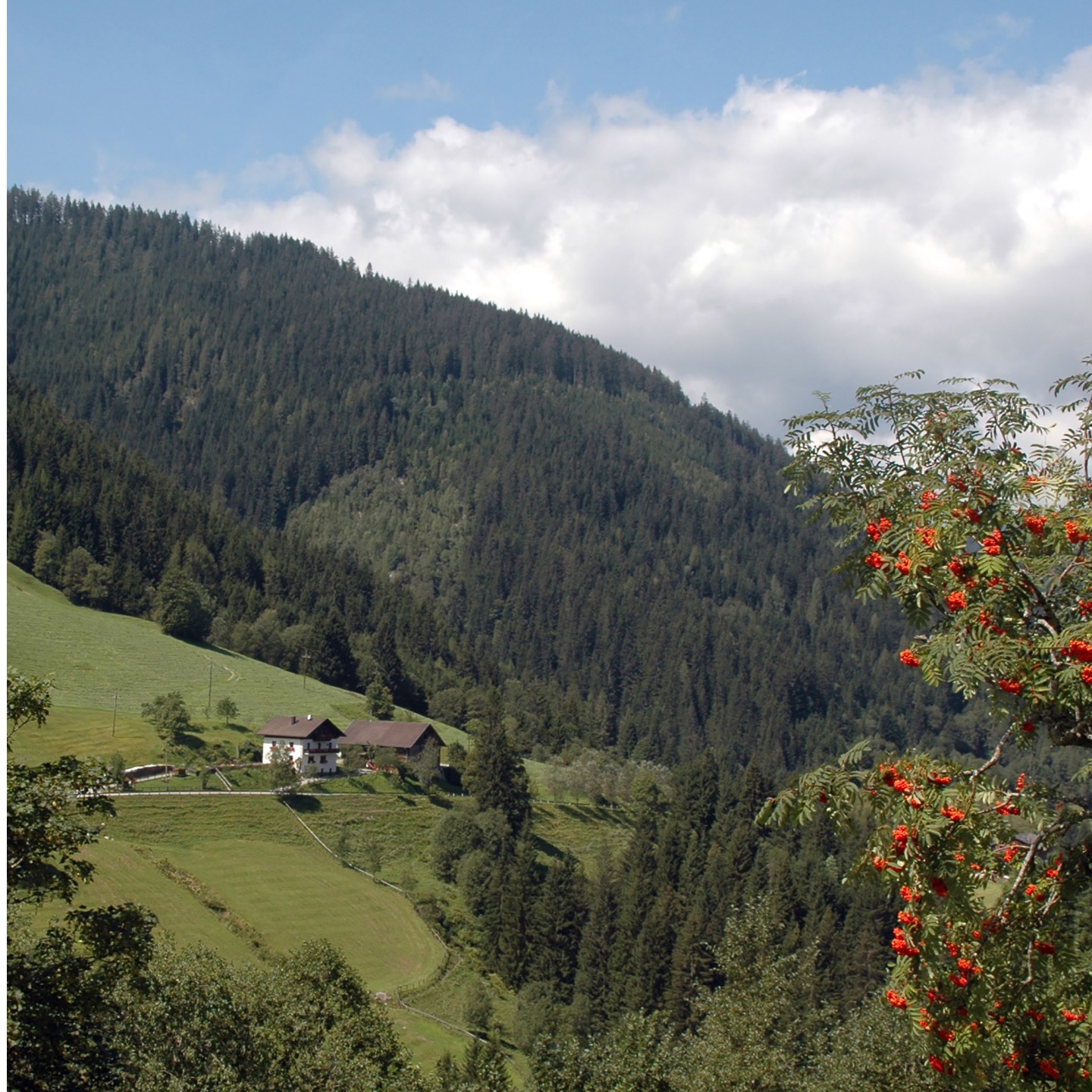 astlehen.at - farm and surrounding meadows and forest astlehen.at - picture of the farm and the surrounding meadows and forest